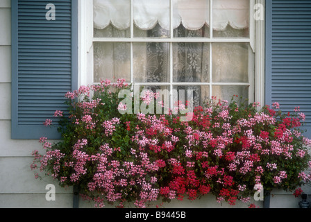 Finestra casella di fiori Foto Stock