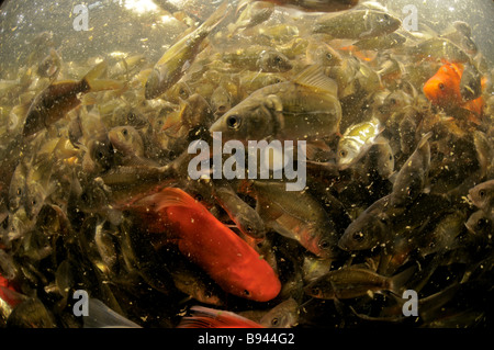 Israele pianure costiere Kibbutz Maagan Michael Carpa raccolta Cyprinidae il pesce pescato nella rete Come visto da sott'acqua Foto Stock