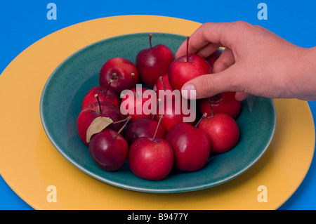 Raccolta a mano fino a ripe crab apple da una ciotola di granchio di mele Foto Stock