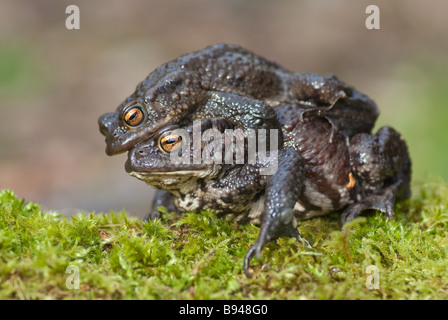 Close-up di Comune Europeo di accoppiamento Rospi Foto Stock