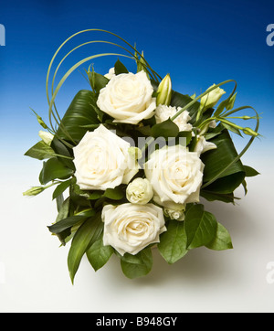 Bouquet di rose bianche su sfondo blu si è laureato di sfondo per studio Foto Stock