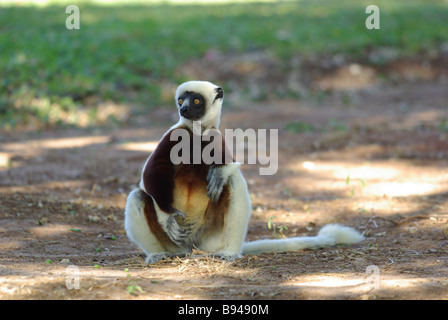 Coquerel il sifaka (propithecus coquereli) accovacciata sul tracciato sterrato cercando avviso in anjajavy, Madagascar. Foto Stock