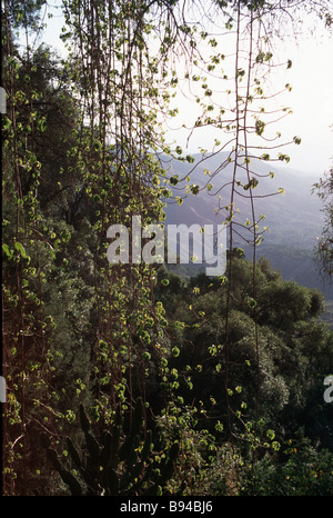 Antica foresta vicino alla chiesa a Arbara Medhane Alem Etiopia Foto Stock