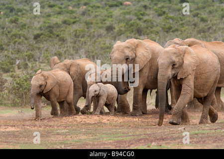 Gli elefanti Loxodonta africana Addo national park in Sud Africa Foto Stock