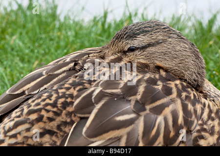 Femmina di Germano Reale Anas platyrhynchos Foto Stock
