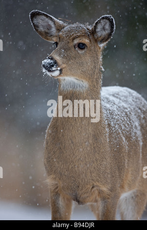 White-Tailed Deer (Odocoileus virginianus0 New York Doe - in piedi nella neve Foto Stock