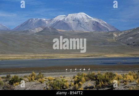 Vulcano Ampato, Laguna Mucurca e fenicotteri, vicino a Cabanaconde, Arequipa Regione, Perù Foto Stock