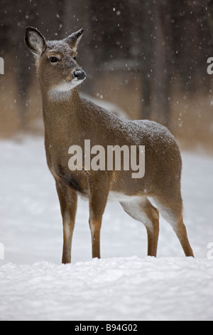 White-Tailed Deer (Odocoileus virginianus0 New York Doe - in piedi nella neve Foto Stock