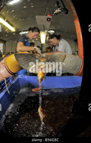 Israele pianure costiere Kibbutz Maagan Michael vaccinare comet goldfish nel settore dei prodotti della pesca Foto Stock