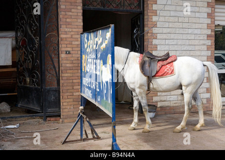 Cavallo nella bulletta parzialmente oscurata dietro un segno per un maneggio del Cairo in Egitto il Nord Africa Foto Stock