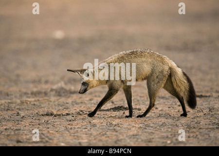 Bat eared Fox Otocyon megalotis a caccia di termiti Kgalagadi Parco transfrontaliero in Sud Africa Foto Stock