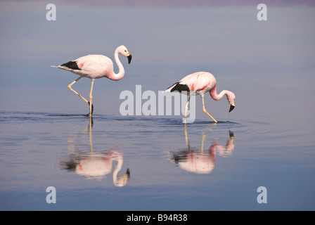 Elk198 2166 Cile San Pedro Atacama Salar Atacama fenicottero Andino Phoenicopterus andinus Foto Stock