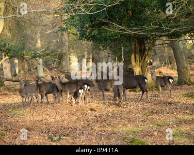 Wild cervi sika nella nuova foresta Hampshire REGNO UNITO Foto Stock