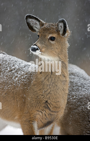 White-Tailed Deer (Odocoileus virginianus0 New York Doe - in piedi nella neve Foto Stock