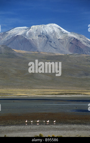 Vulcano Ampato, Laguna Mucurca e fenicotteri, vicino a Cabanaconde, Arequipa Regione, Perù Foto Stock