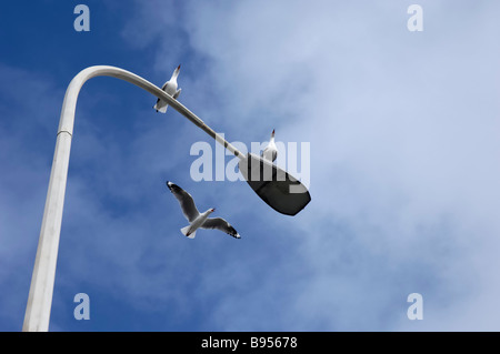 Due gabbiani appollaiato su un lampione mentre un altro si avvicina. Visto vicino a un porto, Fremantle, Western Australia. Foto Stock