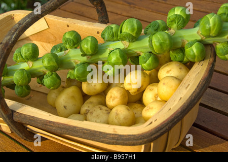 Primo piano di germogli di brussel appena raccolti su un fusto e patate in un abbraccio di legno Foto Stock