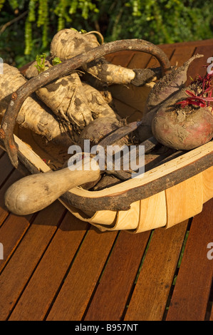 Primo piano di verdure di verdure di verdure appena scavate di radice in trug Foto Stock