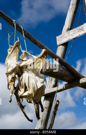 Pesce secco capi, Ballstad, Vestvågøy, Lofoten, Nordland, Norvegia, Scandinavia, Europa Foto Stock