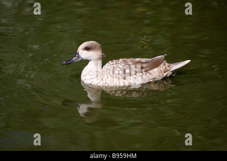 Alzavola marmorizzata Foto Stock
