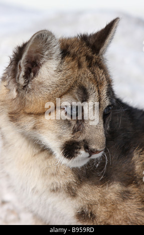 Giovani cougar, mountain lion Foto Stock