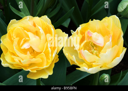 Dubbele tarda Tulipa affascinante signora fotografati a giardini Keukenhof in Lisse Paesi Bassi Foto Stock