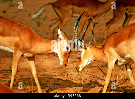 Antilopi combattimenti IN KENYA Foto Stock