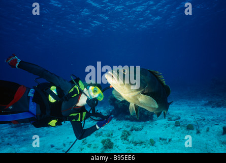 West Indies Bahamas Caraibi San Salvador subacqueo con un raggruppatore Nassau Epinephelus striatus Foto Stock