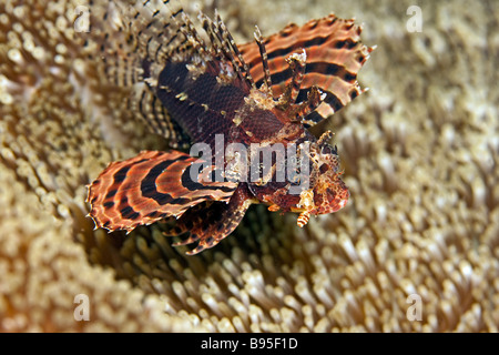 Zebra Leone Dendrochirus zebra oscillando su anemone Foto Stock