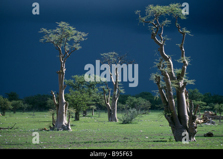 La Namibia Sud Africa Etosha National Park Ghost alberi forestali in floodplain acqua visto contro scuro cielo tempestoso di rainclouds Foto Stock