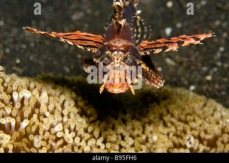 Zebra Leone Dendrochirus zebra oscillando su anemone Foto Stock