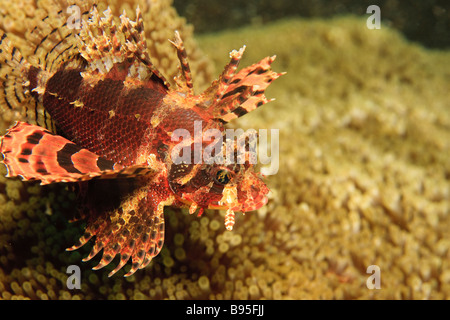 Zebra Leone Dendrochirus zebra oscillando su anemone Foto Stock