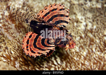 Zebra Leone Dendrochirus zebra oscillando su anemone Foto Stock