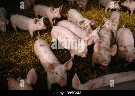 Inghilterra Sussex Agricoltura suinetti di bestiame in un pigpen su un intervallo libero farm cercando inquisitively verso la telecamera. Foto Stock