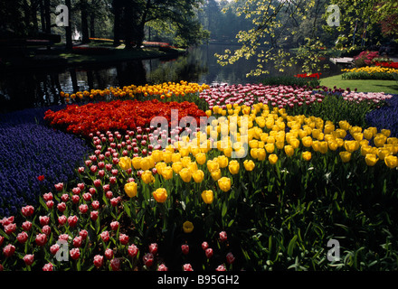 Paesi Bassi, Zuid Holland Lisse, giardini Keukenhof. Display multicolore di tulipani crescente accanto al lago. Foto Stock