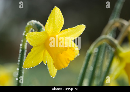 Daffodil con rugiada. Varietà - tete-a-tete. Foto Stock