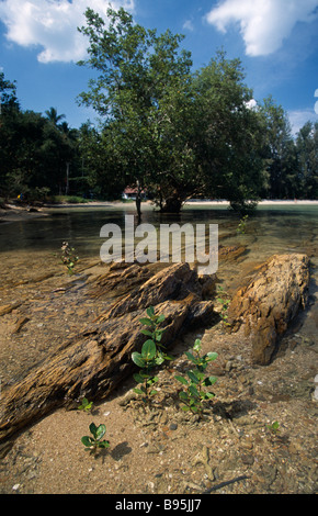 Tailandia Krabi Koh Lanta Yai sulla spiaggia di Klong dao giovani mangrovie crescere in acqua poco profonda con una struttura ad albero di mangrovia in distanza Foto Stock