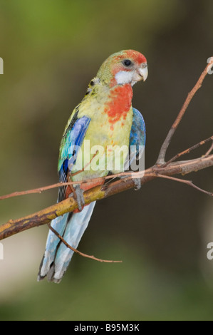 La Eastern Rosella, 'Platycercus eximius' Foto Stock