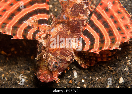 Zebra Leone Dendrochirus zebra oscillando su anemone Foto Stock