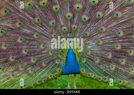 Indian Peacock piume di coda - anteriore Foto Stock