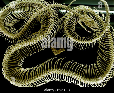 Cambridge University Charles Darwin Museo di Zoologia esemplari imparare studente studio accademico scheletro python Foto Stock