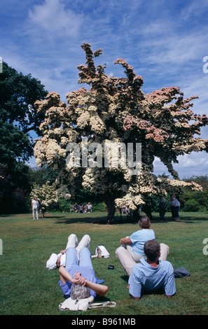 Inghilterra, Surrey, Woking, Wisley Royal Horticultural Society Garden. Fioritura Cornus Kousa tree. Foto Stock