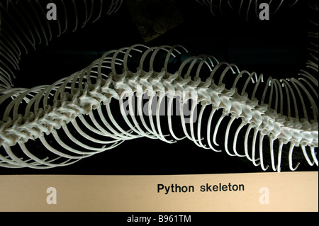 Cambridge University Charles Darwin Museo di Zoologia esemplari imparare studente studio accademico scheletro python Foto Stock