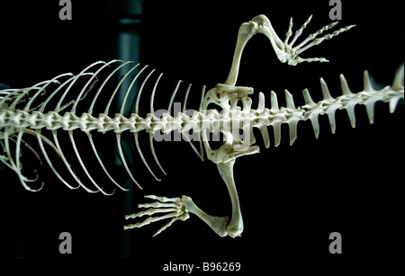 Cambridge University Charles Darwin Museo di Zoologia esemplari imparare studente studio accademico Sinipes Uromastyx Snipes Foto Stock