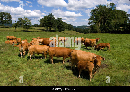 Francia, Haute Vienne, Millevaches parco naturale regionale, Nedde, Limousin il paesaggio agricolo, allevamento di bovini, limousine Foto Stock