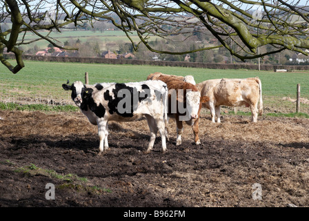 Vacche e vitelli di pascolare su fieno in un campo fangoso Foto Stock