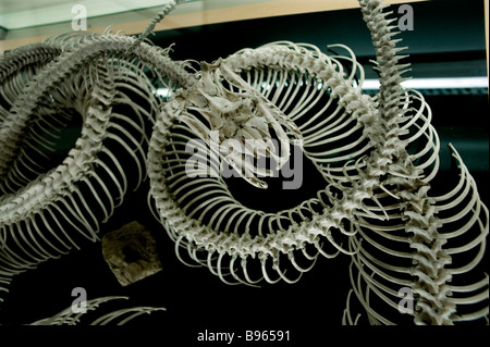 Cambridge University Charles Darwin Museo di Zoologia esemplari imparare studente studio accademico scheletro python Foto Stock