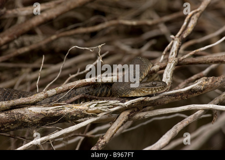 Acqua settentrionale Snake (Nerodia sipedon) New York - USA sulla terra ha trovato nel sud Ontario e del nordest degli Stati Uniti Foto Stock