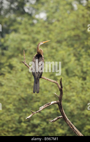 Indian Darter appollaiato Snakebird Anhinga Anhinga melanogaster Keoladeo Ghana Parco Nazionale di Bharatpur Rajasthan India BI017547 Foto Stock