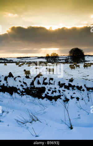 Un tramonto in inverno nella neve sul Cotswolds tra Turkdean e Notgrove, Gloucestershire Foto Stock